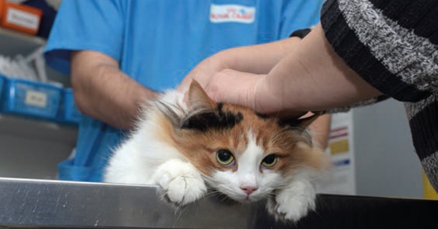 Spese veterinarie per animali da compagnia e da pratica sportiva