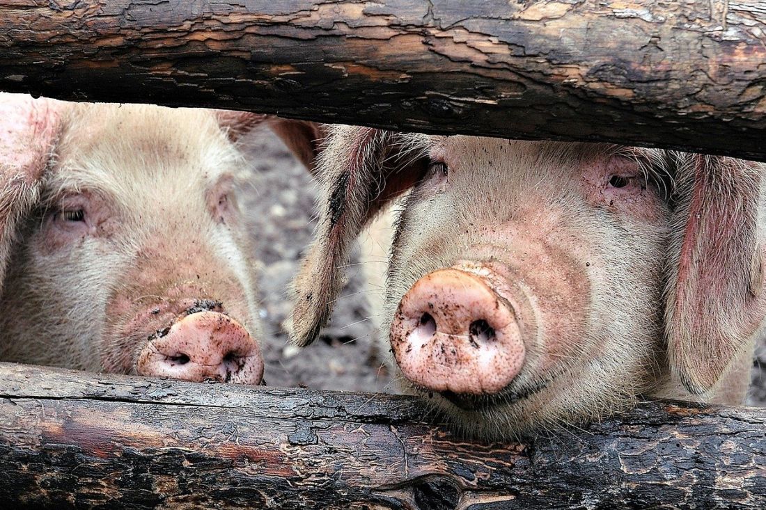 Continua l&#8217;epidemia di peste suina in Europa