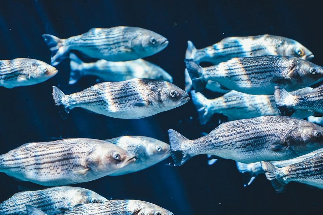 Fissati nuovi livelli massimi di mercurio nel pesce e nel sale