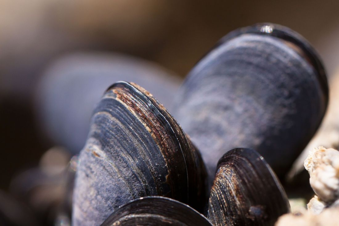 Importazione di molluschi bivalvi dagli USA