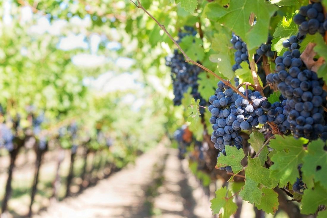 Nell&#8217;anno del Covid-19 il vino riparte dalla vendemmia