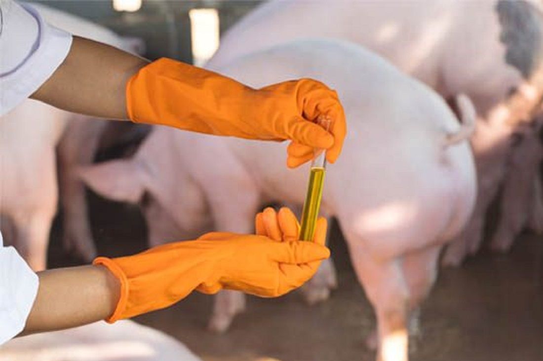 Peste suina africana: EFSA su rischi da mangimi, lettiere e trasporti