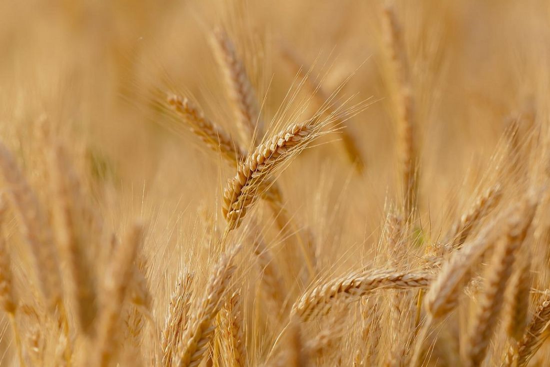 Registro telematico dei cereali: firmato il decreto attuativo