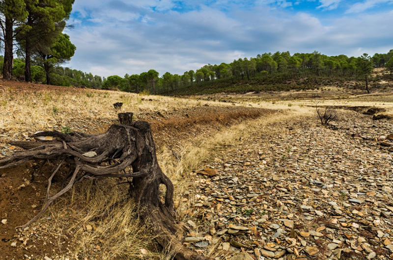 EUDR rinvio di un anno. L’obbligo per le micro e piccole imprese slitta al 2027